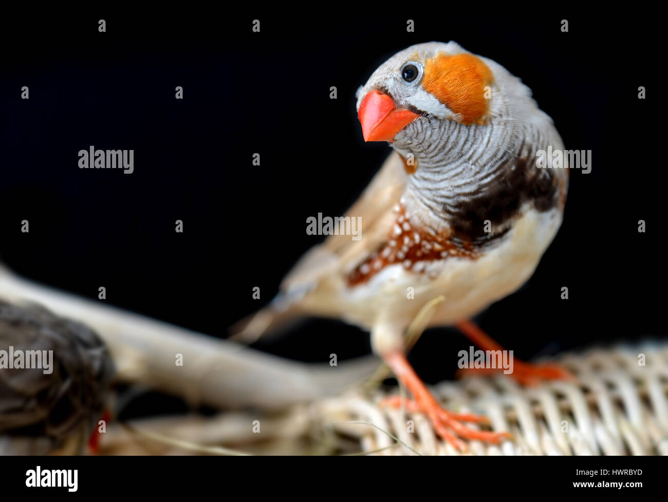 De couleur Zebra finch-oiseau en cage pour animal de photo avec flash l'éclairage. Banque D'Images