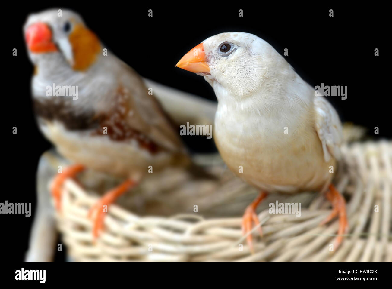 Crème clair couleur Zebra finch-oiseau en cage pour animal de photo avec flash l'éclairage. Banque D'Images
