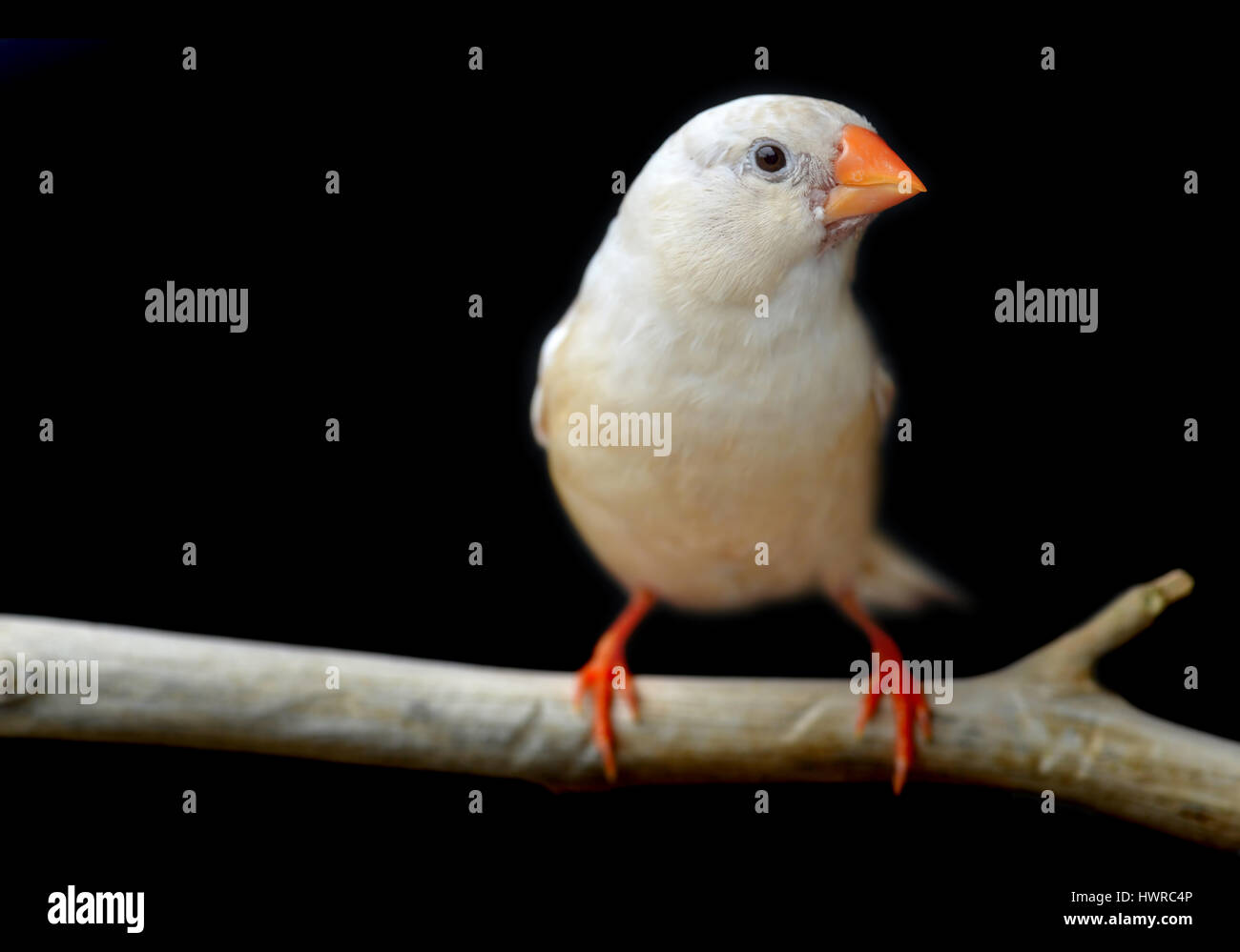 Crème clair couleur Zebra finch-oiseau en cage pour animal de photo avec flash l'éclairage. Banque D'Images