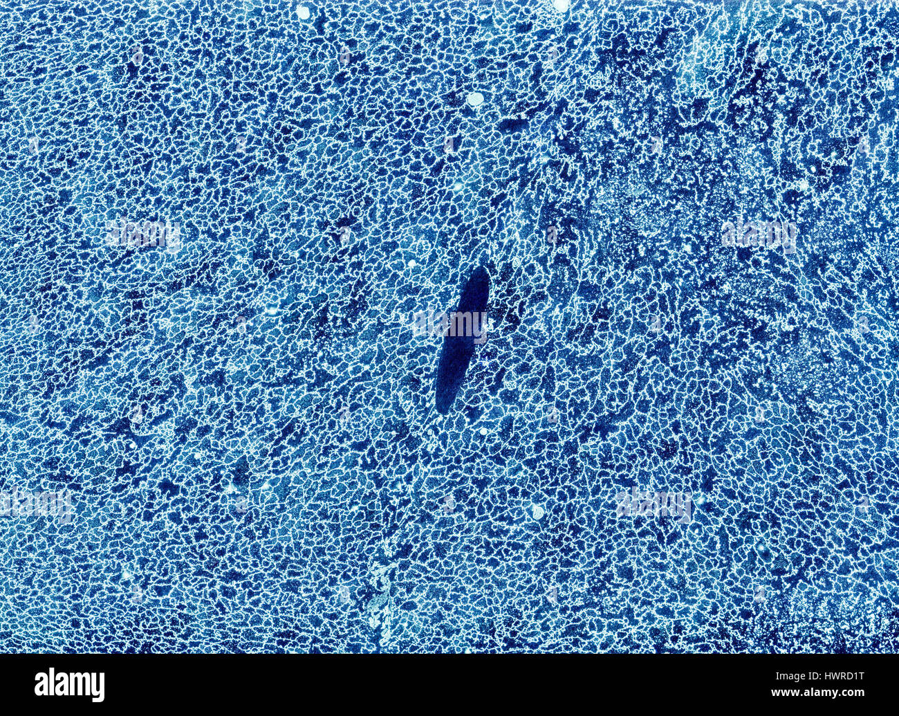 Résumé La couleur d'arrière-plan dessiné à la main Banque D'Images