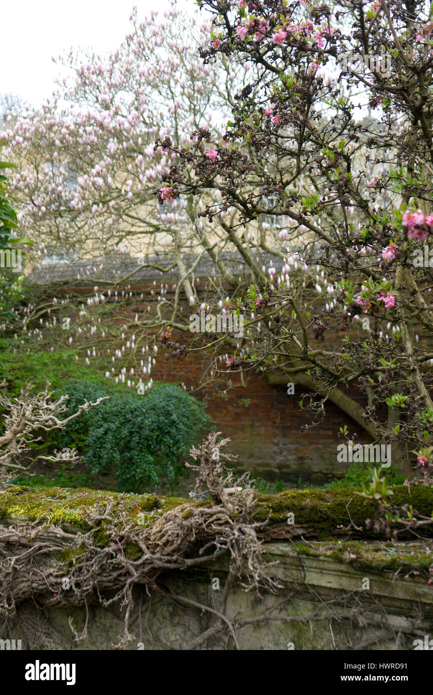 Délices de printemps à King's College gardens. Banque D'Images