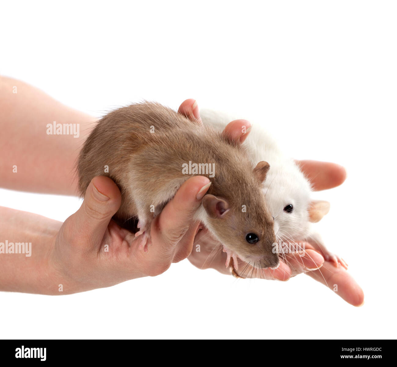 Le rat brun et blanc dans les mains. Isolé sur fond blanc. Banque D'Images