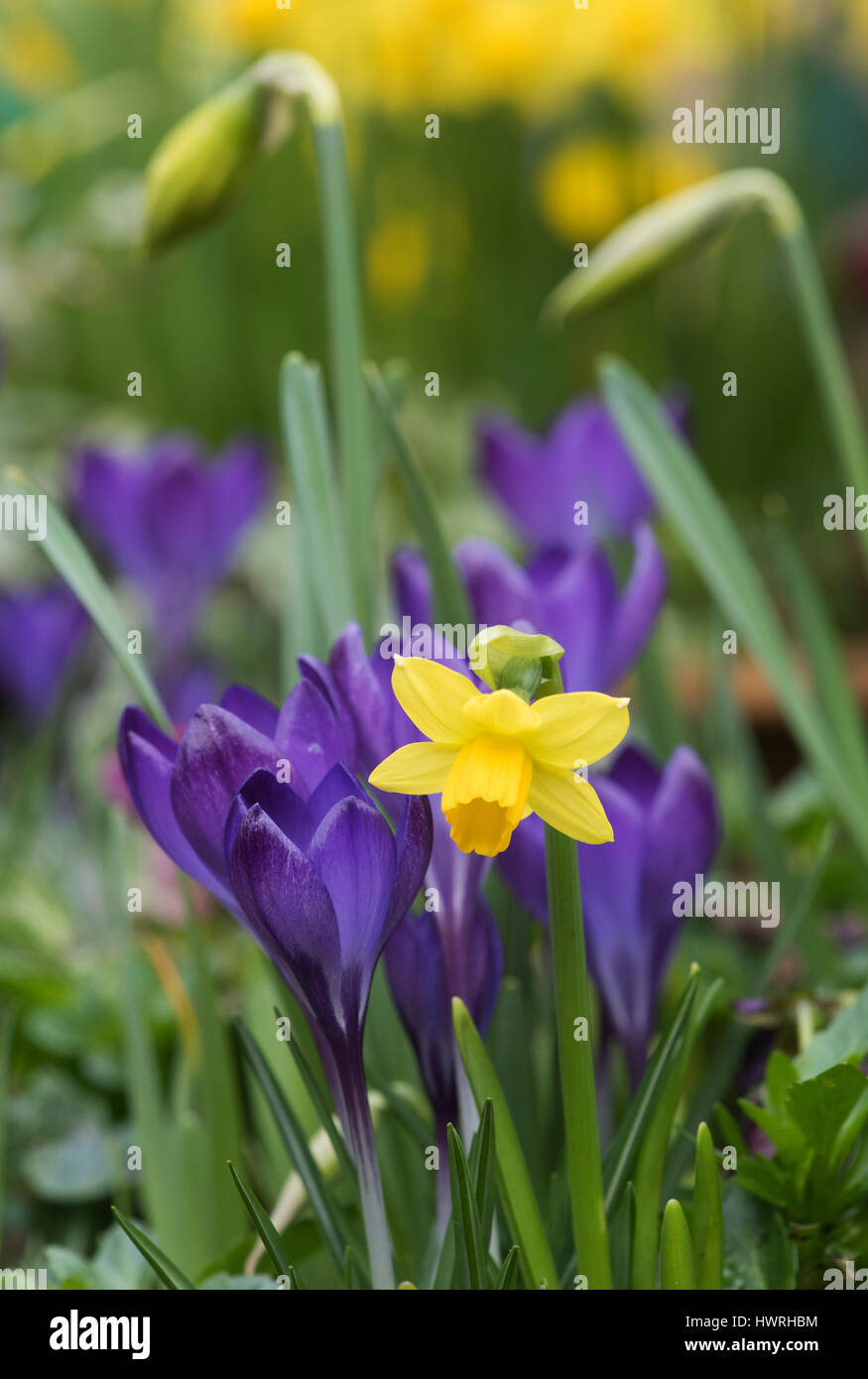 Jonquille et crocus. Au début du printemps des fleurs. UK Banque D'Images