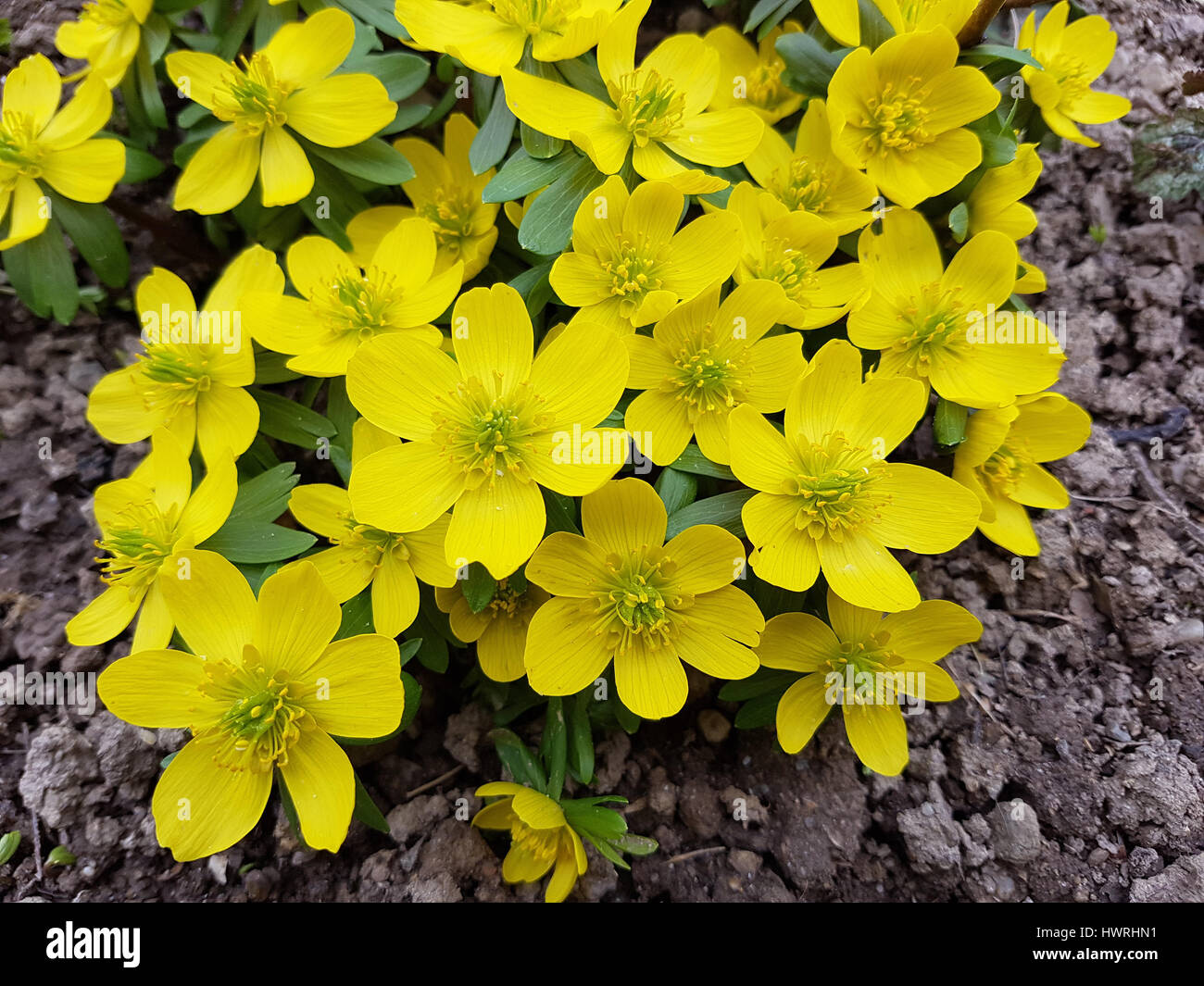 Eranthis hyemalis Winterling ; ; Banque D'Images