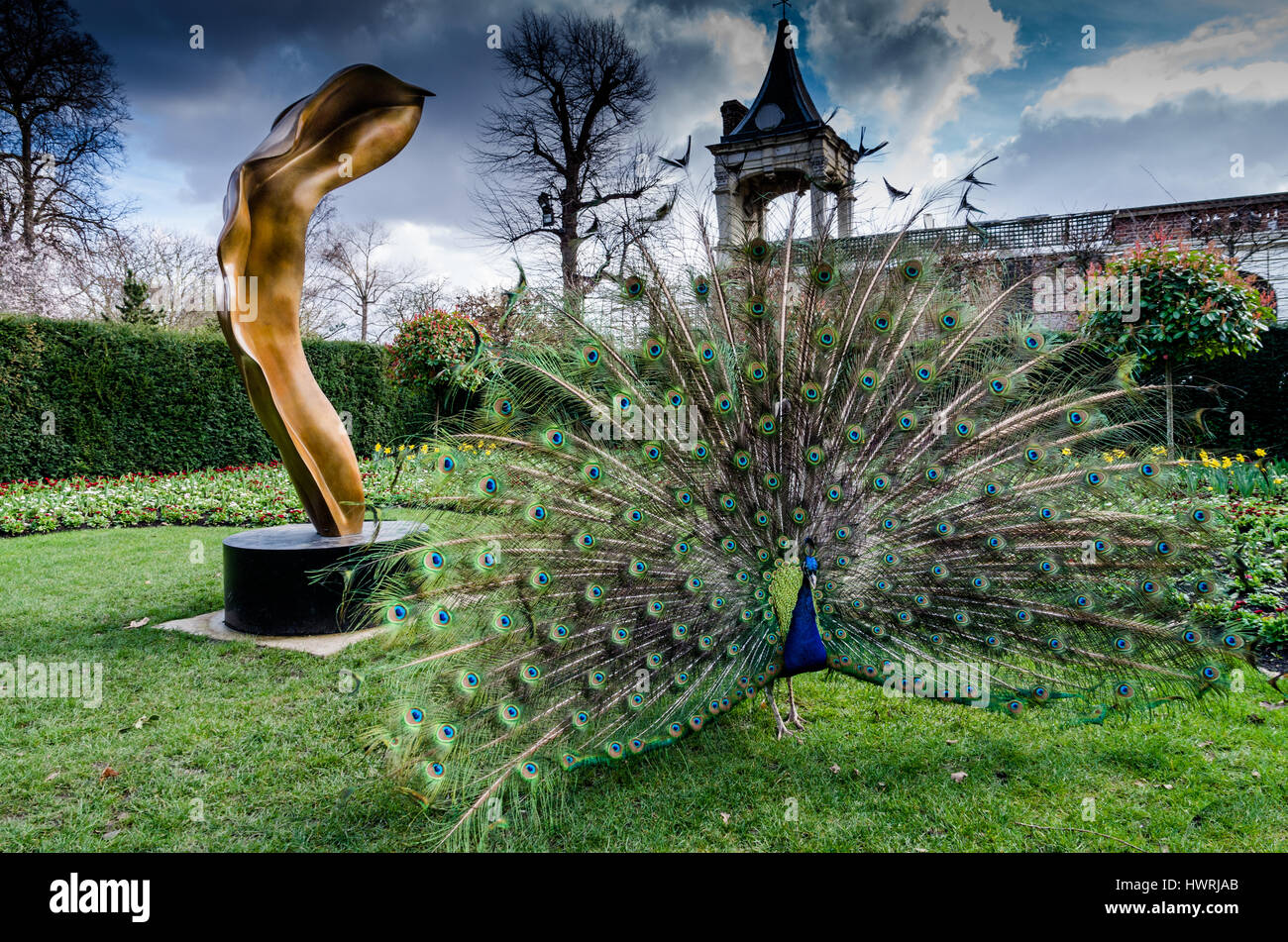 Un beau mâle peacock montrant sa roue dans l'acte d'attirer la femelle, sur l'herbe verte d'un parc public Banque D'Images