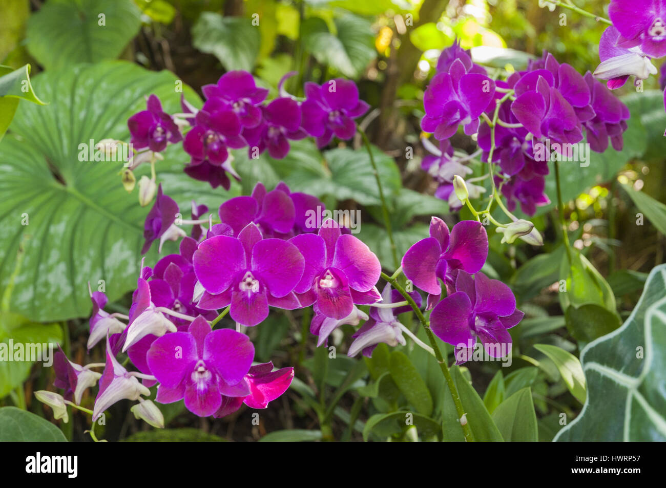 Singapour, jardins botaniques, fleurs d'orchidée Banque D'Images