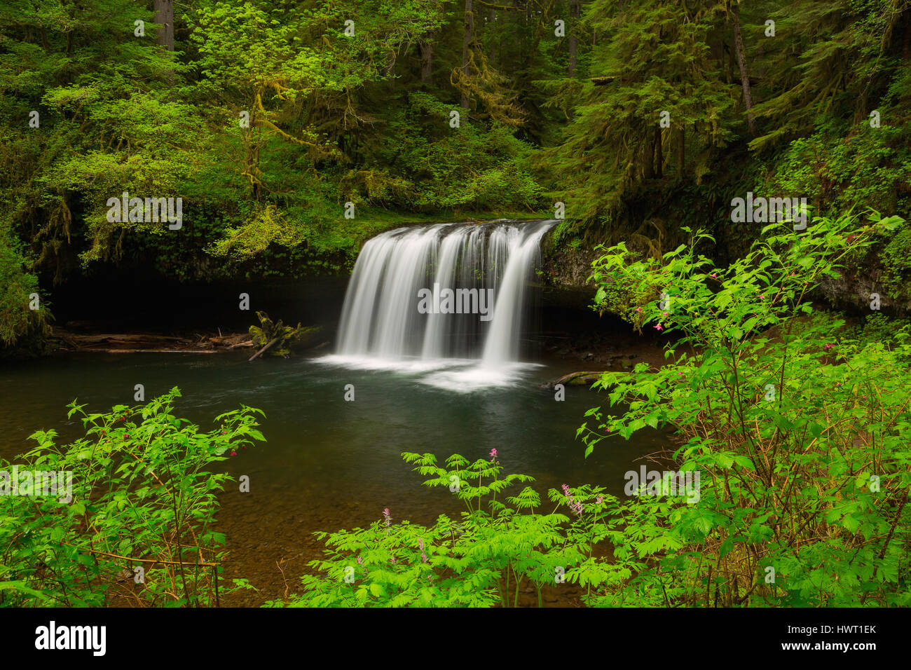 La Butte Creek Falls in Santiam State Forest. De l'Oregon. USA Banque D'Images