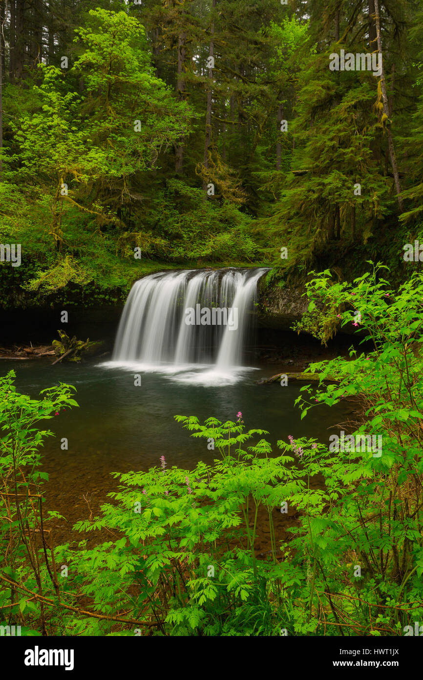 La Butte Creek Falls in Santiam State Forest. De l'Oregon. USA Banque D'Images