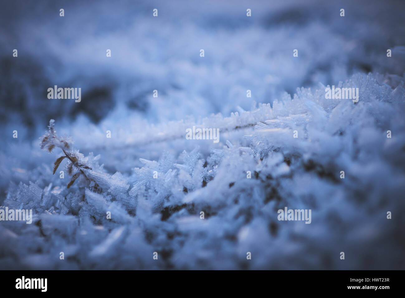 Close-up de flocons sur terrain Banque D'Images