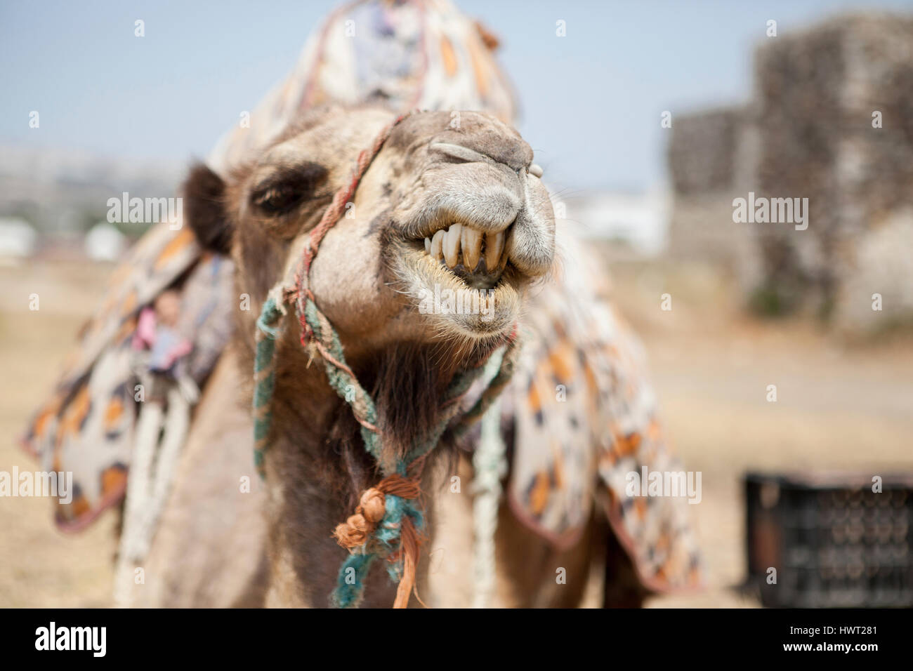 Close-up of camel sur terrain permanent contre le ciel Banque D'Images