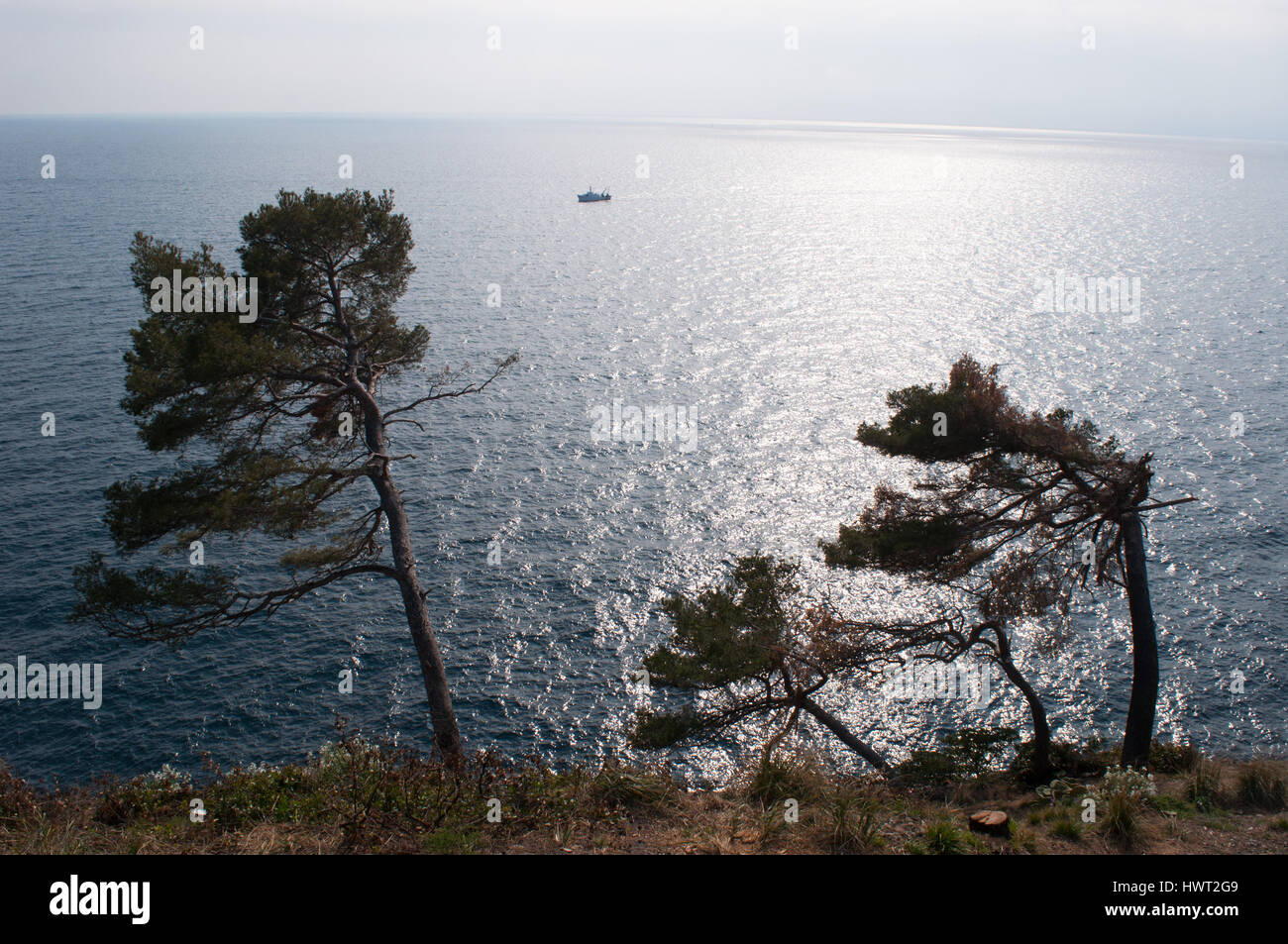 Portofino, nature et paysage maritime : le pin maritime ou pin de cluster, un indigène de pin de la région méditerranéenne et du climat méditerranéen Banque D'Images