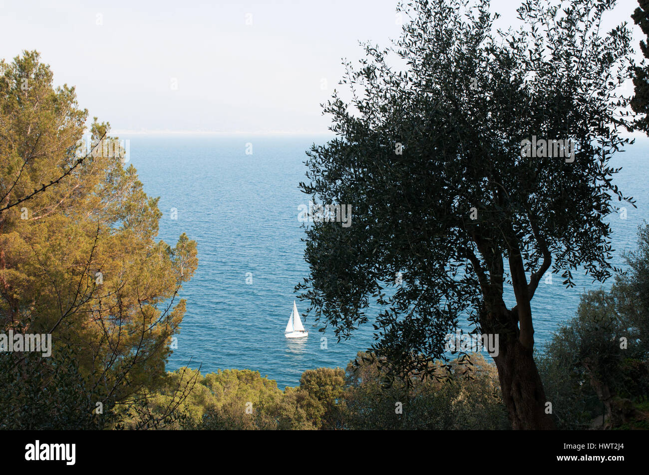 Nature et paysage marin : voilier et pins maritimes ou cluster pines, un indigène de pin de la région méditerranéenne et du climat méditerranéen Banque D'Images