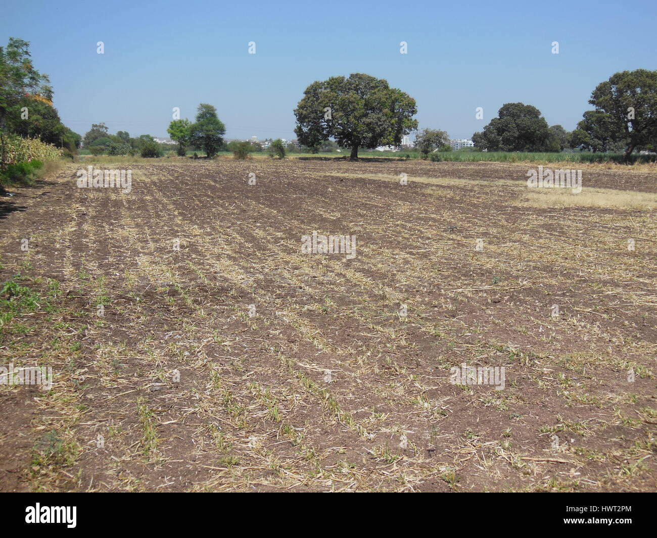 Domaine de l'Agriculture l'Inde Banque D'Images