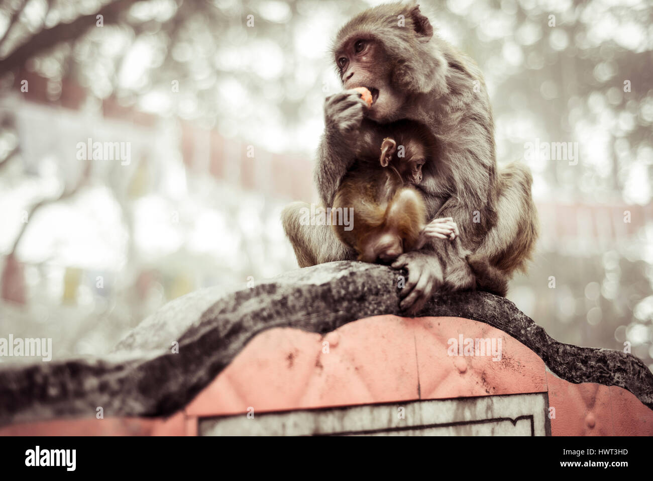 Monkey eating fruit alors qu'il était assis avec bébé sur mur de retenue Banque D'Images