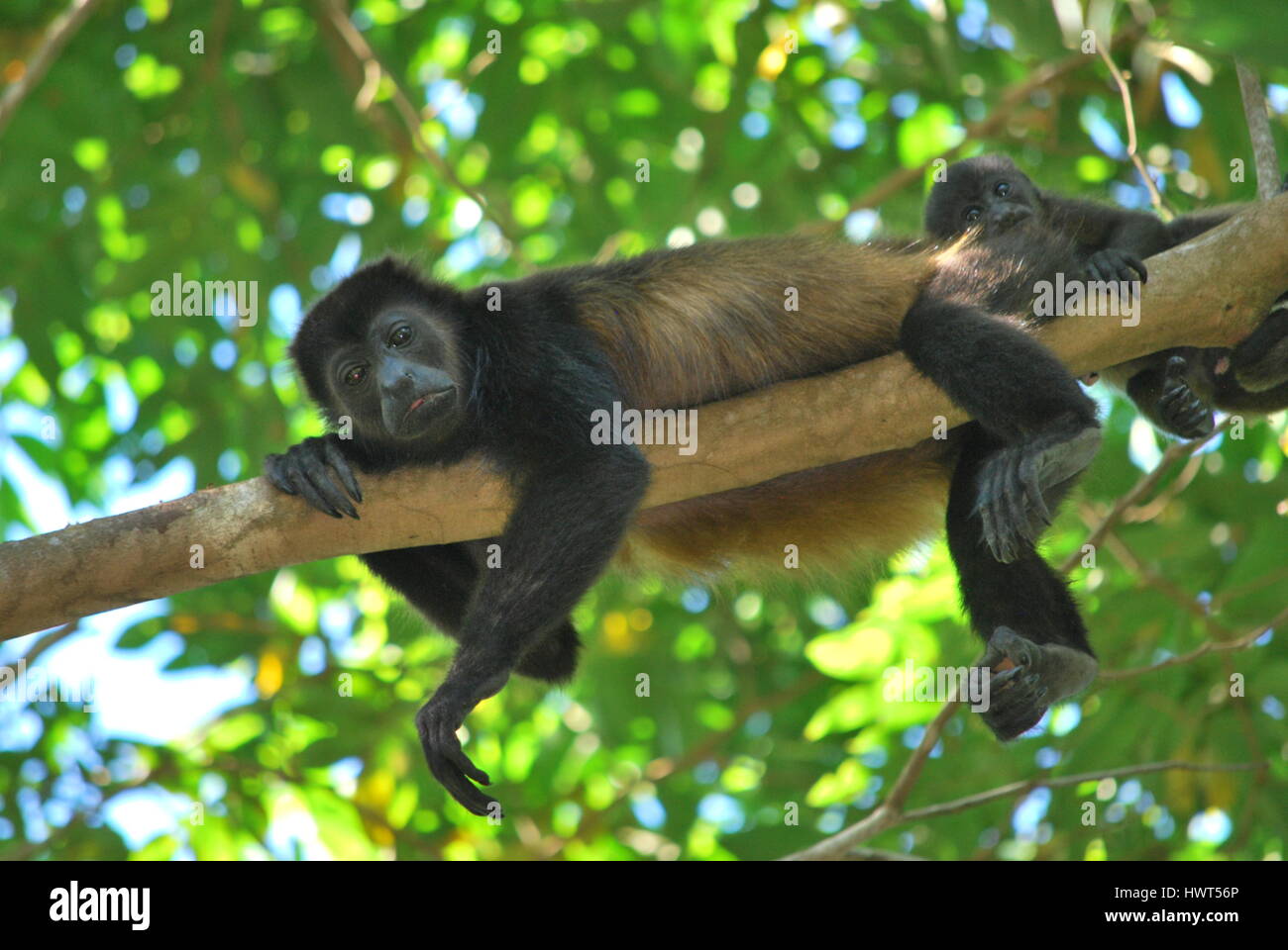 Argent araignée près de la plage à Santa Teresa, Costa Rica Banque D'Images