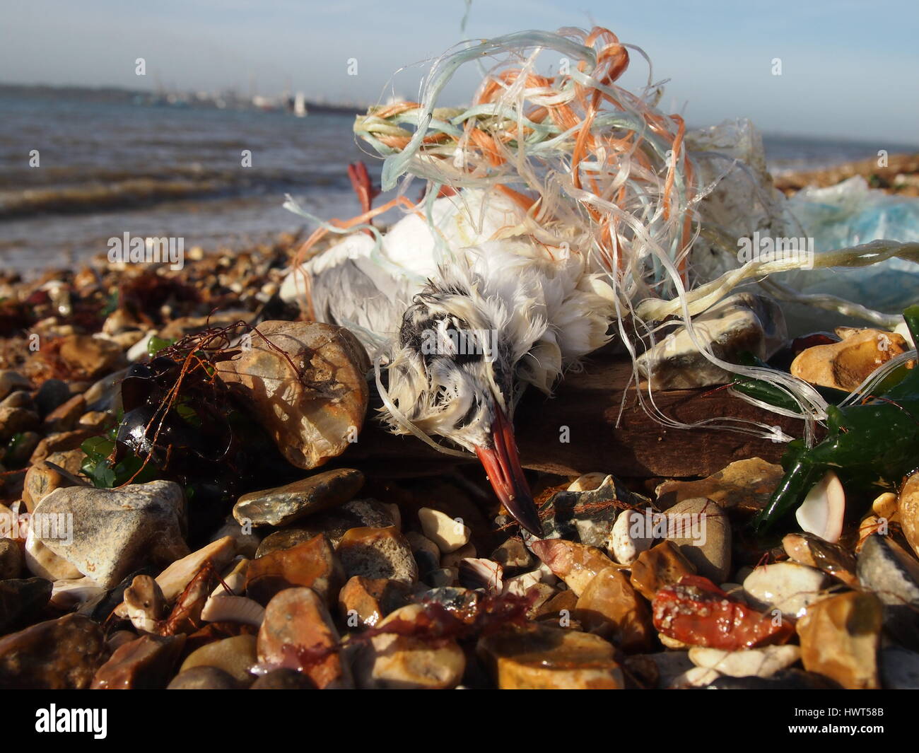 Les oiseaux de mer capturés dans la ligne de pêche sur une plage le long de la côte du sud,UK Banque D'Images