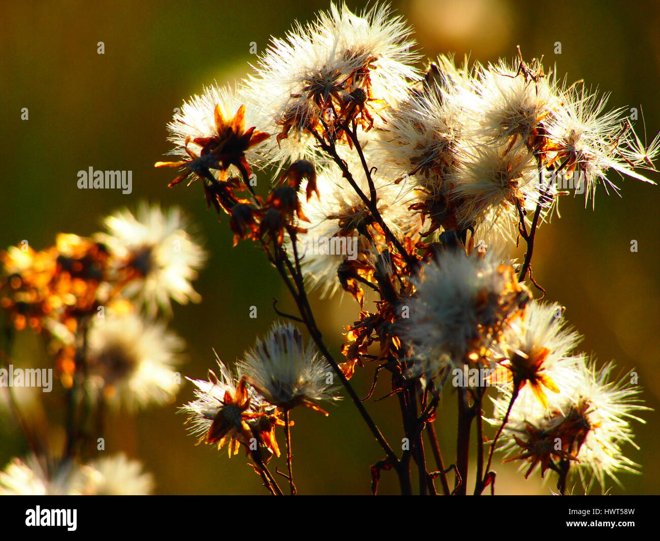 Aster de mer à la fin de l'automne à Lymington, Hampshire Banque D'Images