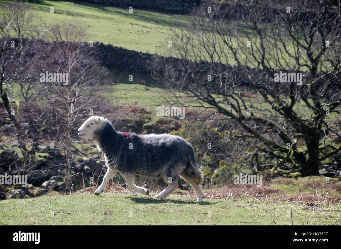 Mouton de Herdwick sur la colline, Derwentwater, Cumbria, Lake District, Angleterre Banque D'Images