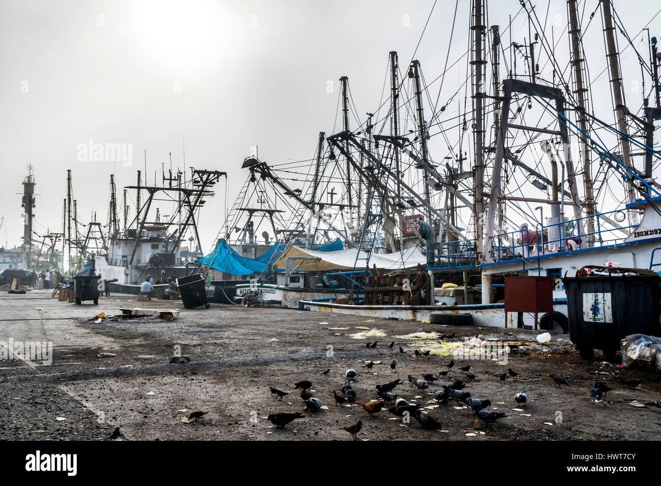 La flotte de pêche de la crevette dans le Pacifique ville de Mazatlán dans l'État de Sinaloa Mexique Banque D'Images