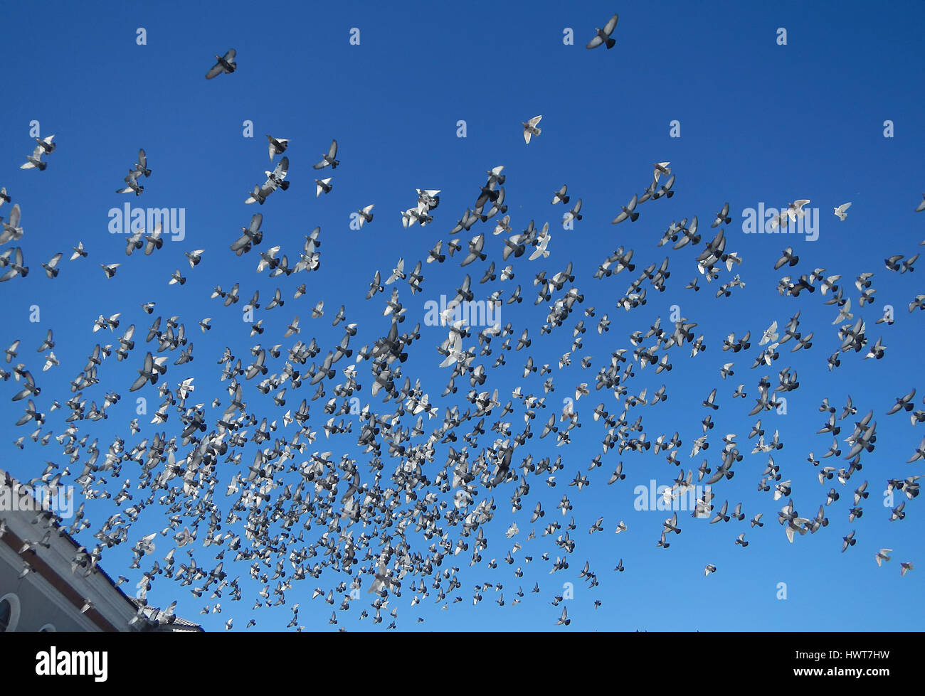 Un troupeau de pigeons dans le ciel bleu Banque D'Images Un troupeau de pigeons dans le ciel bleu Banque D'Images