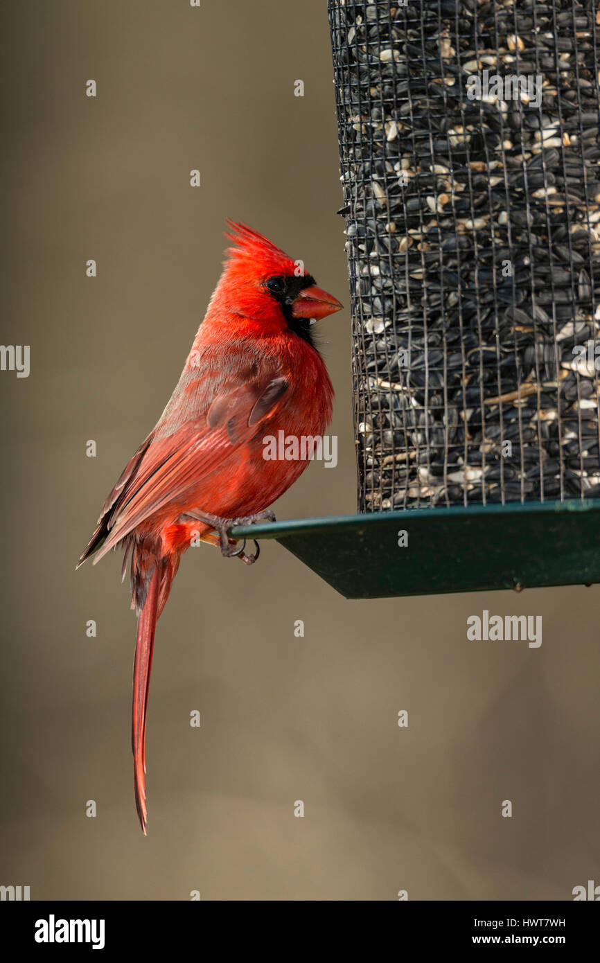 Le Cardinal rouge mâle sur les semences d'alimentation. Banque D'Images