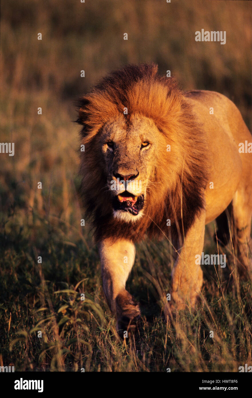 Lion masculin (Panthera leo) dans la réserve de jeu de Masai Mara, Kenya Banque D'Images