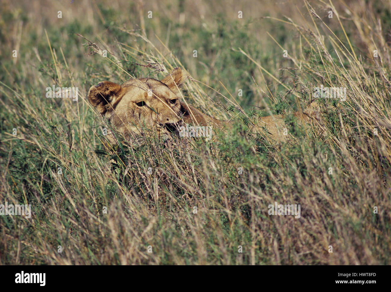 Lioness (Panthera leo) dans l'embuscade, Masai Mara Game Reserve, Kenya Banque D'Images