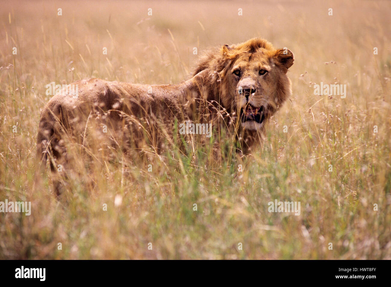 Lion (Panthera leo) dans les plaines ouvertes, Masai Mara Game Reserve, Kenya Banque D'Images