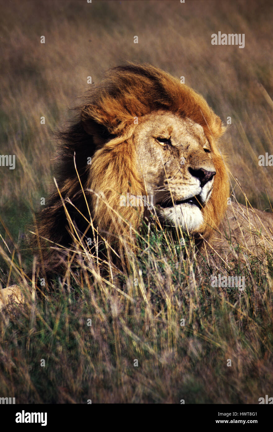 Lion (Panthera leo) tôt le matin à Masai Mara Game Reserve, Kenya Banque D'Images
