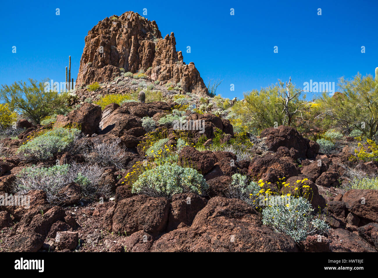 Une vue sur le désert de Sonora au nord de la végétation au printemps et AJO, Arizona, USA. Banque D'Images
