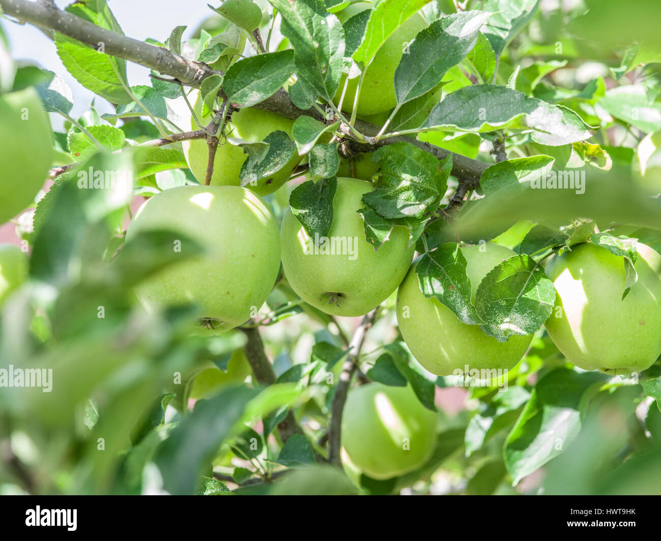 Pommes Golden Delicious mûrs sur l'arbre. Closeup shot. Banque D'Images