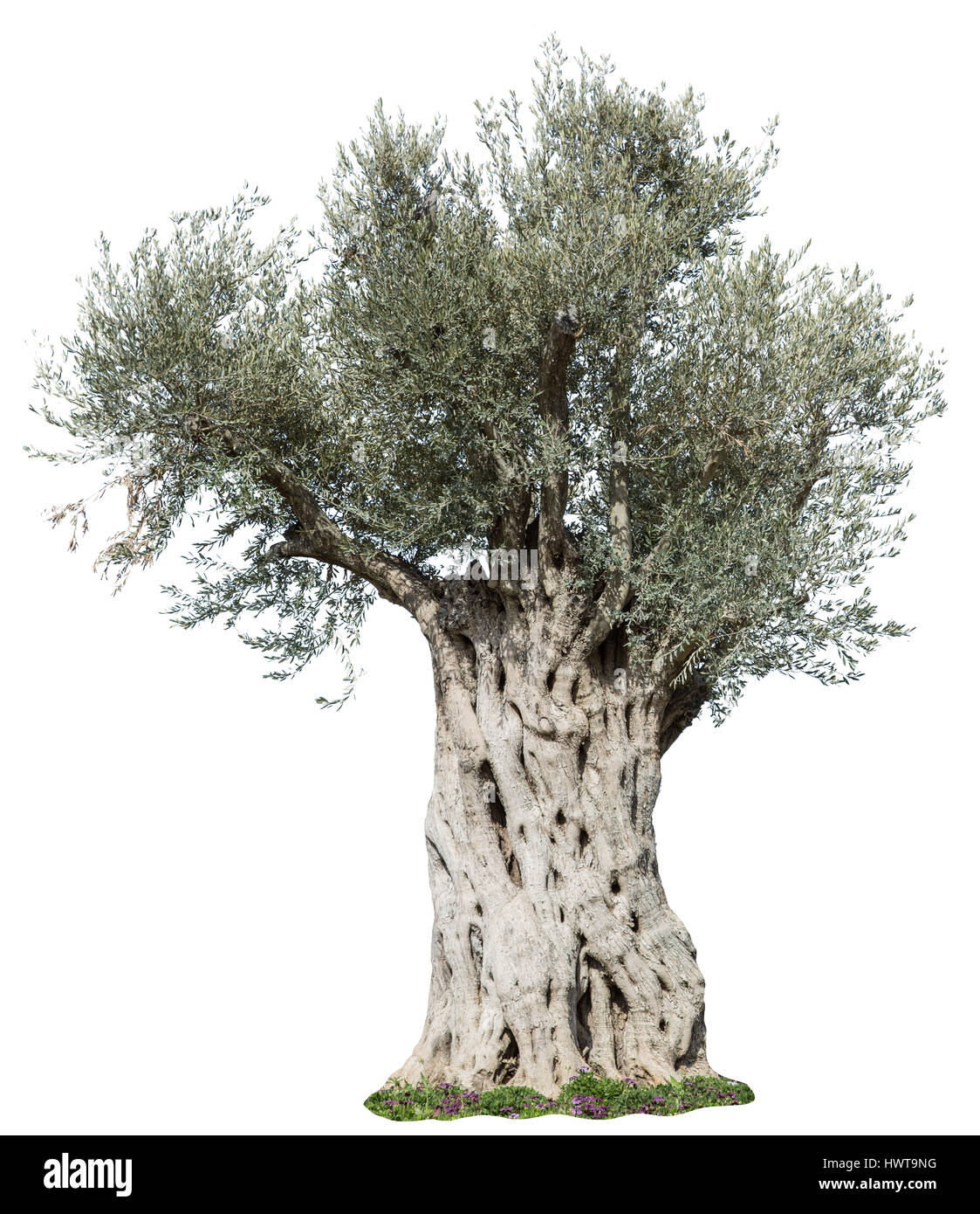 Vieil olivier. Fichier contient des chemins de détourage. Banque D'Images