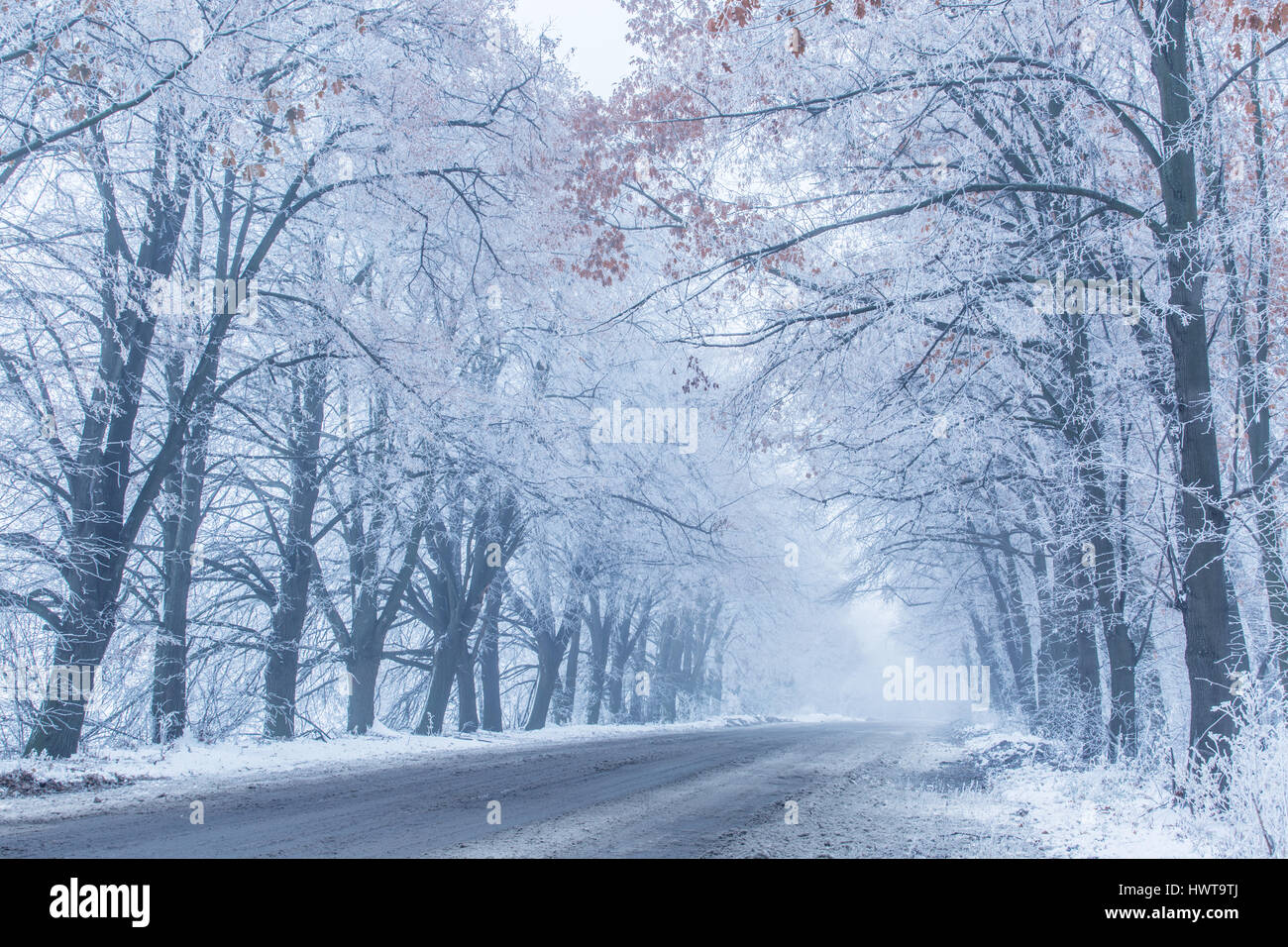 Les arbres de la route couverte de neige. Paysage d'hiver. Banque D'Images