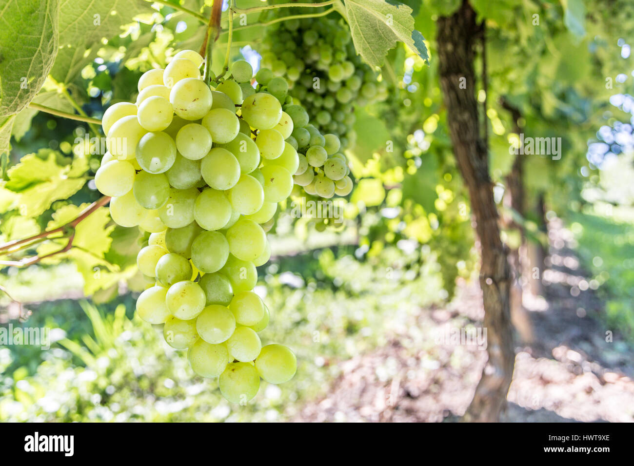 Les raisins sur la vigne. Vignoble ensoleillé sur l'arrière-plan. Banque D'Images