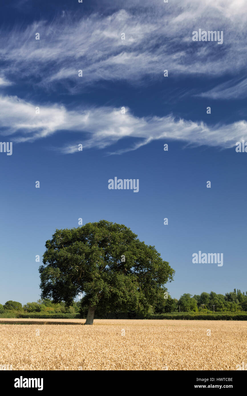 Arbres dans un champ de blé sous un ciel d'été bleu dramatique ponctué de nuages cirrus blanc Banque D'Images