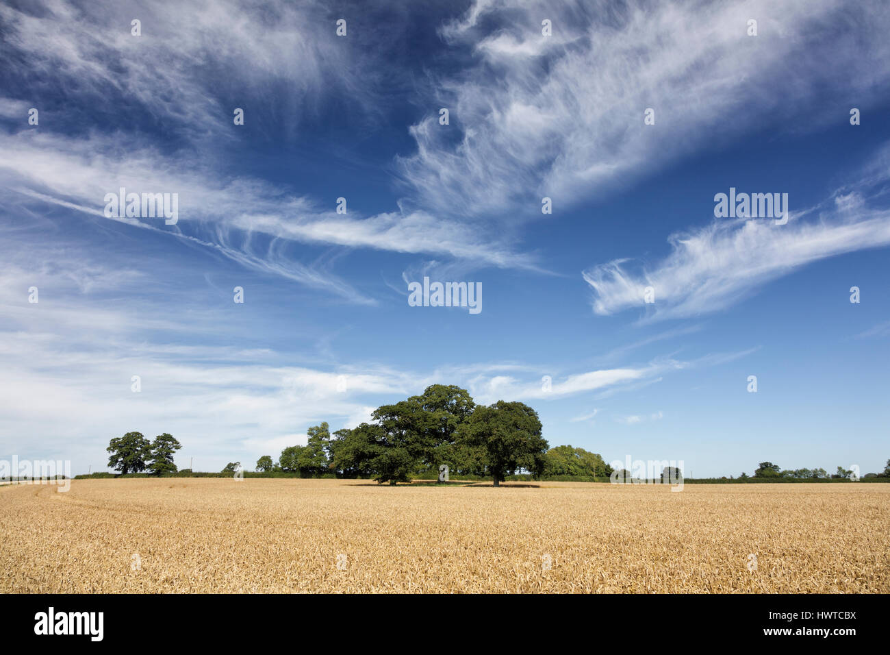 Arbres dans un champ de blé sous un ciel d'été bleu dramatique ponctué de nuages cirrus blanc Banque D'Images
