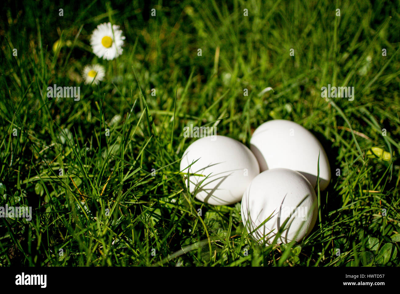 Trois Œufs blancs frais sur la pelouse avec daisies Banque D'Images