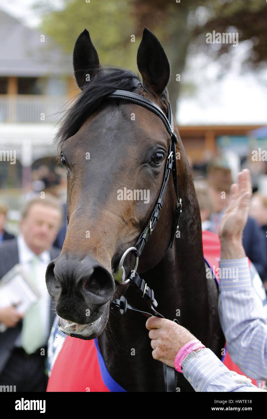 Corne d'MONTÉ PAR WILLIAM BETFRED DANTE STAKES HIPPODROME DE YORK YORK ANGLETERRE 14 Mai 2015 Banque D'Images