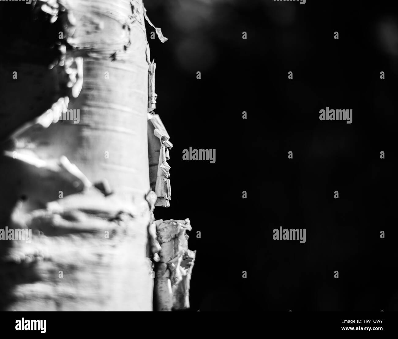 Le bouleau blanc tronc de l'arbre au soleil Banque D'Images