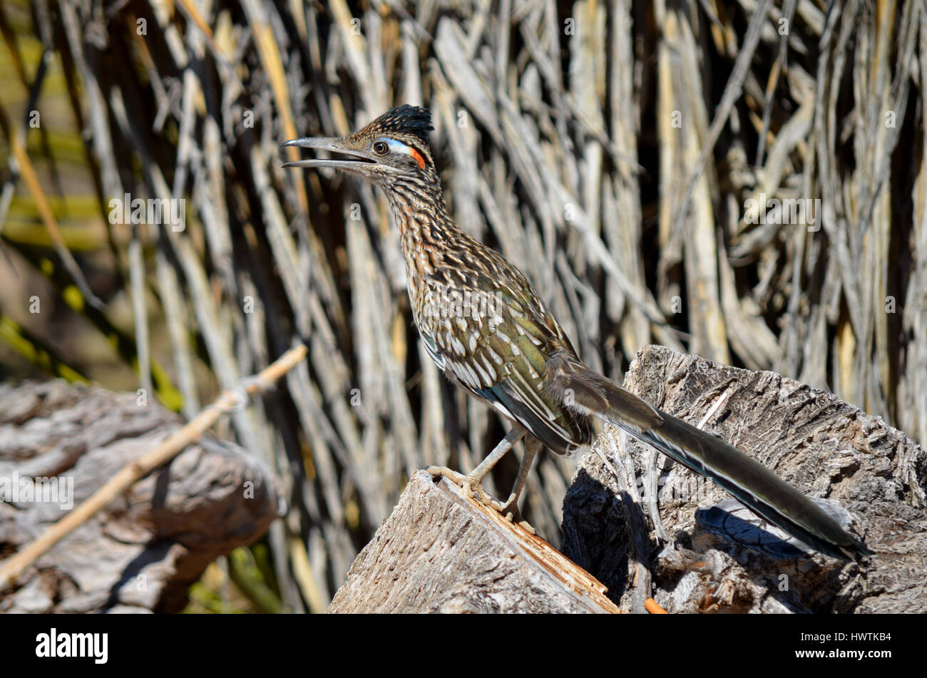 Une plus grande roadrunner de traîner dans ma cour à Apple Valley en Californie. Banque D'Images