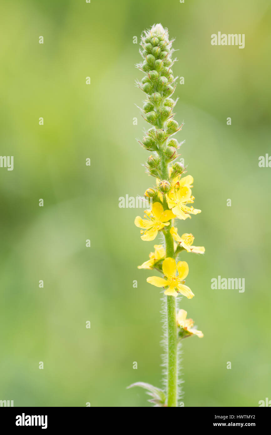 - Agrimony Agrimonia eupatoria Banque D'Images