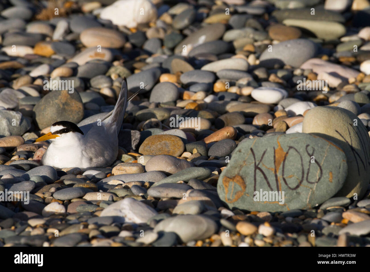 Sterne naine (Sterna albifrons) d'oiseaux nichant sur son nid marqués en cailloux et shingle , par Birdwatch Ireland .espèces indicatrices de l'évolution du climat . Banque D'Images