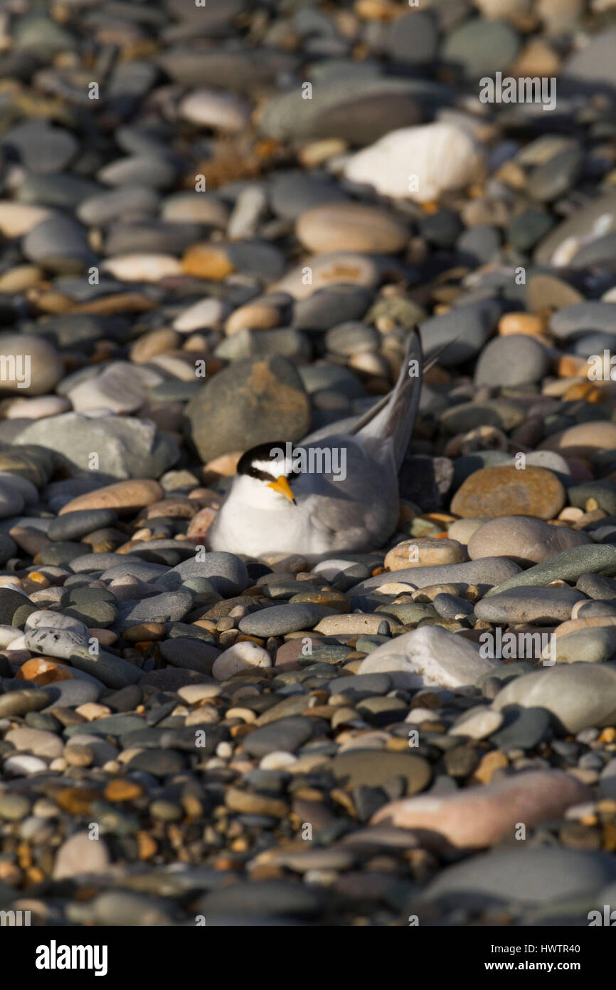 Sterne naine (Sterna albifrons) d'oiseaux nichant sur son nid marqués en cailloux et shingle , par Birdwatch Ireland .espèces indicatrices de l'évolution du climat . Banque D'Images