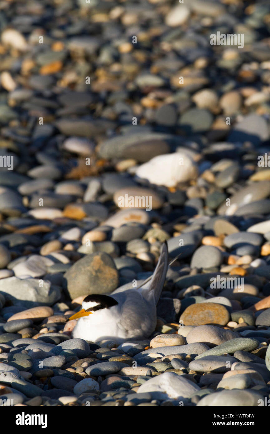 Sterne naine (Sterna albifrons) d'oiseaux nichant sur son nid marqués en cailloux et shingle , par Birdwatch Ireland .espèces indicatrices de l'évolution du climat . Banque D'Images