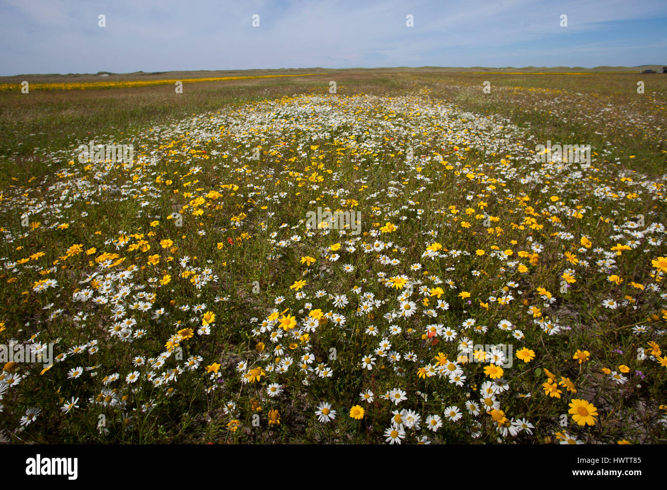 Camomille matricaire maritime (*Tripleurospermum inodorum )et le maïs Marigold (Chrysanthemum segetum) croissant sur cultivé makir , sur le site de reproduction des sternes peu ordinaire Banque D'Images