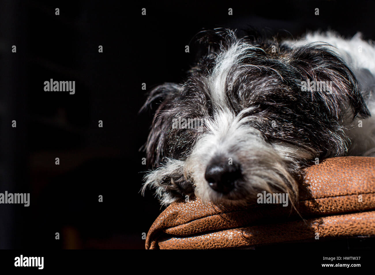 Un chien noir et blanc (croisement entre Jack Russell et Bichon Frise ) se détend dans un arbre de lumière alors qu'elle repose sur un canapé Banque D'Images
