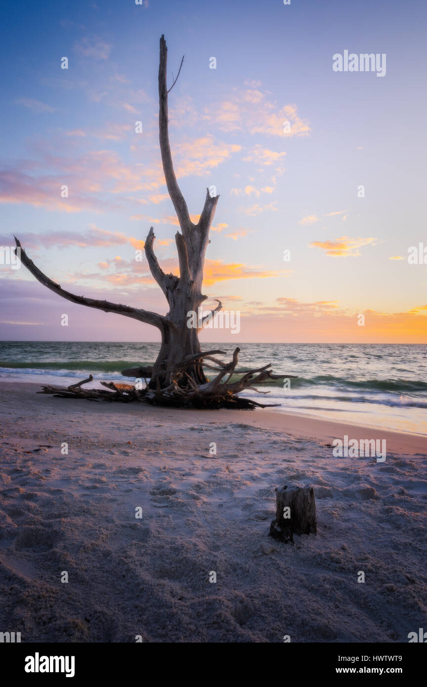 La ligne des arbres morts de la côte de Lover's key en Floride Banque D'Images