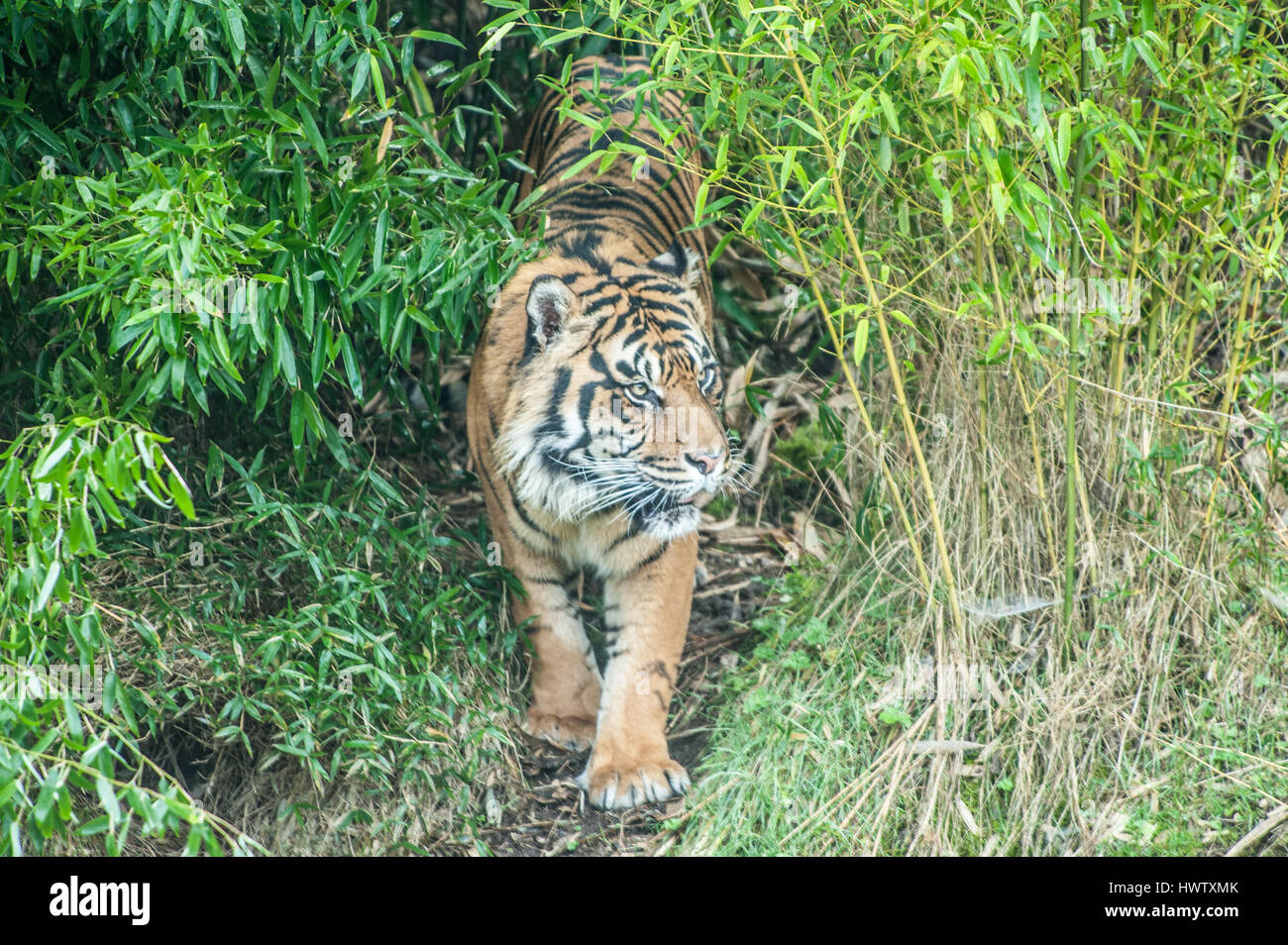 Un Bangladesh tiger walking out de penser les bambous dans un zoo. L'environnement naturel. L'horizontale. Banque D'Images