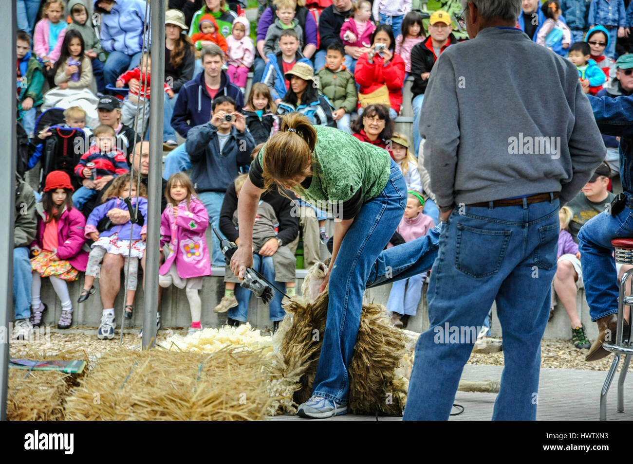 Une femme a été la démonstration de tonte de moutons dans une ferme avec des personnes regardant sur festival Banque D'Images