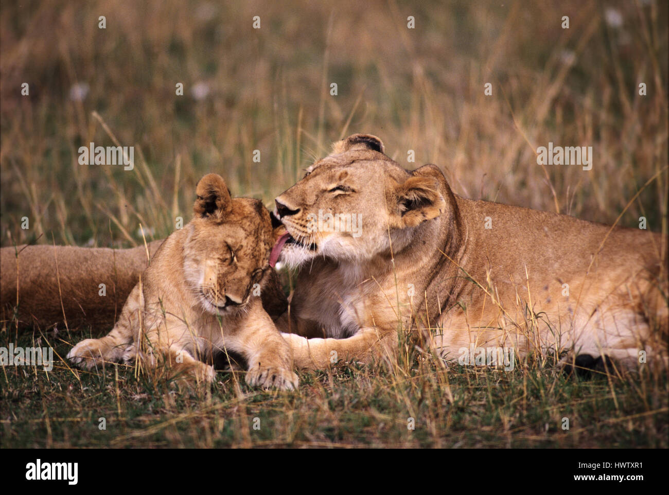 Lioness (Panthera leo) avec cub, Masai Mara Game Reserve, Kenya Banque D'Images